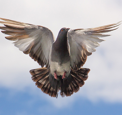 Дата-аналитика: визуализация и отчётность