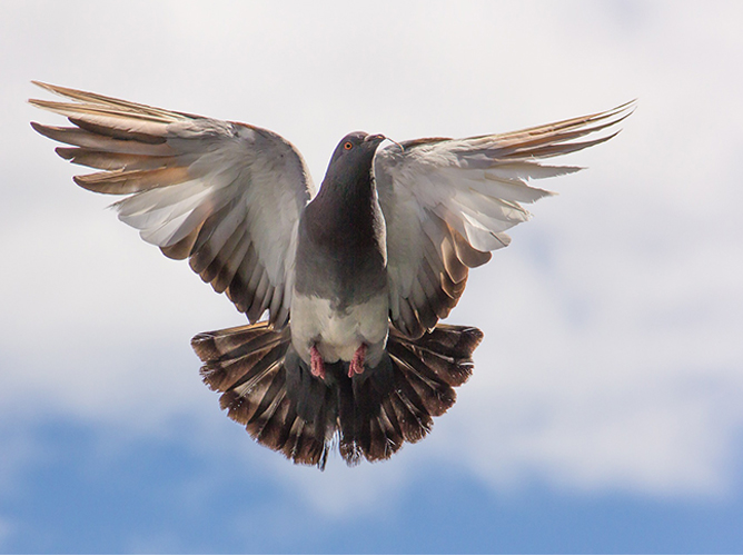 Результат: портфолио и готовые решения