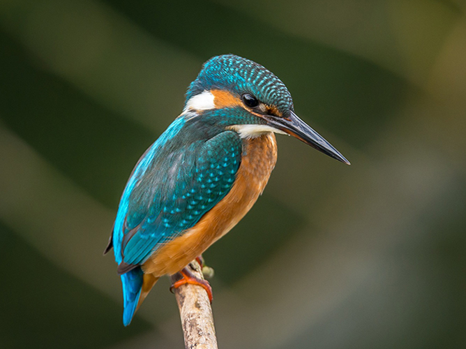 Комплексное обучение: маркетинг и аналитика